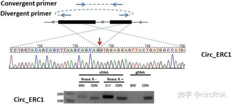 环状RNA十周年 测序技术篇 知乎