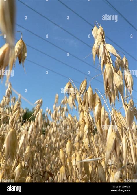 This Image Captures Oats Growing In A Field The Oat Plants Are Mature