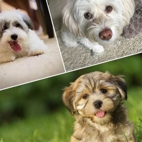 Razas De Perros Medianos Peludos Que Te Enamorar N Fan Tica Del Cine