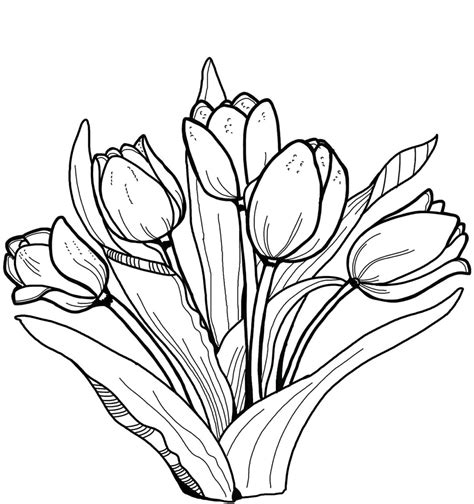 Dibujos De Tulipanes Para Colorear