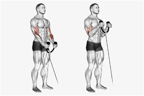 Treino de Costas e Bíceps Foco em Hipertrofia Ficha Completa