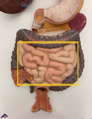 Small Large Intestine Accessory Organs Rosalee Flashcards Quizlet