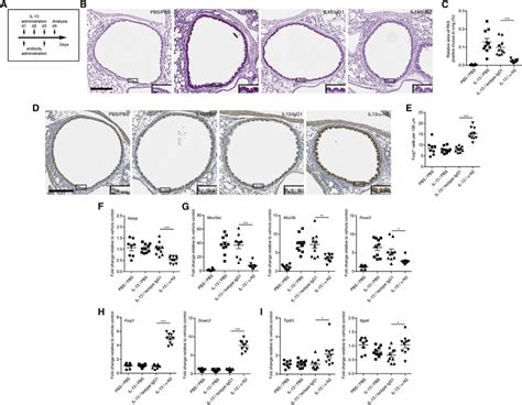 Notch2 Neutralization Inhibits Il 13 Driven Goblet Cell Metaplasia In