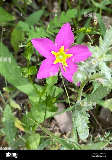 Meadow Pink Sabatia Campestris Stock Photo Alamy
