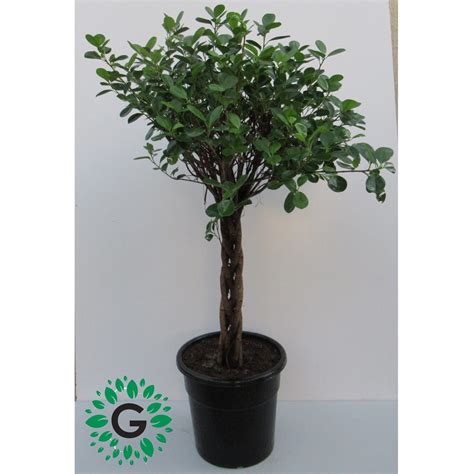 Ficus Diversifolia Twisted “single Head” 100cm Green Experts Landscape Llc