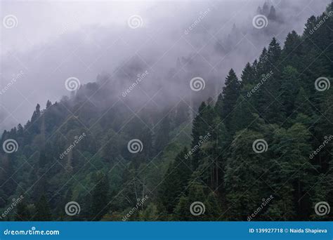 Nebelhafte Landschaft Mit Tannenwald Stockfoto Bild Von Park Alpin