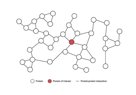 Protein Protein Interaction PPI Network BioRender Science Templates