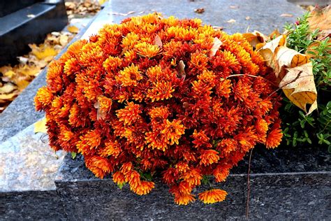 Mums Flowers Chrysanthemums Orange Free Photo On Pixabay Pixabay