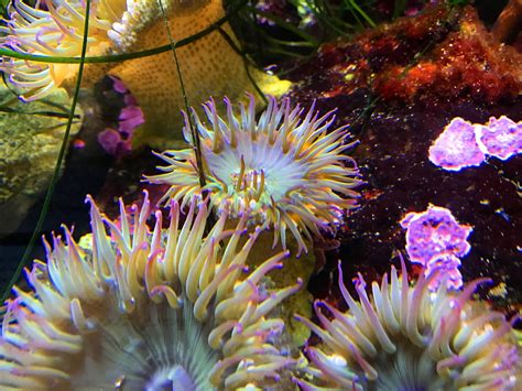 Fascinating Facts About Sea Anemones You Never Knew