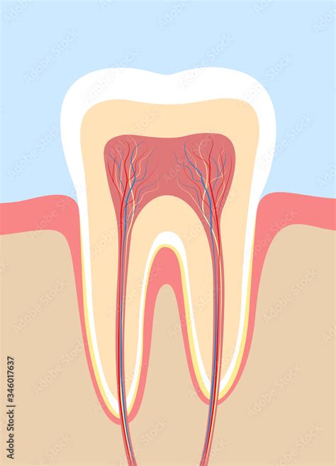 Tooth Cross Section Anatomical Chart With Enamel Dentin Pulp