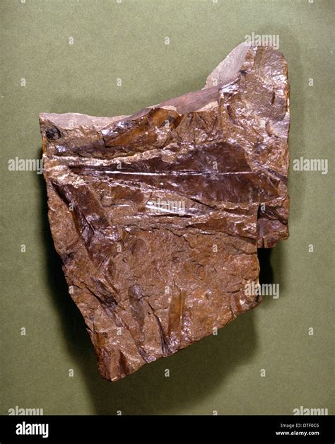 Glossopteris, fossil plant Stock Photo - Alamy