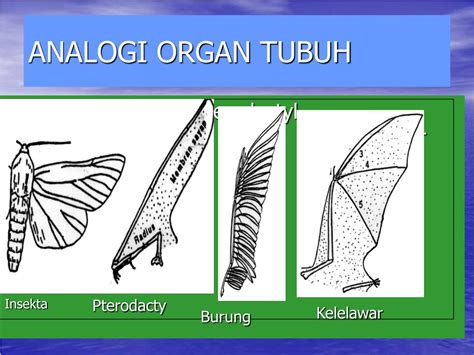 Ppt Variasi Makhluk Hidup Fosil Homologi Organ Tubuh Dan