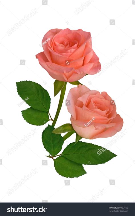 Two Pink Roses On White Background Stock Photo Edit Now 59497459