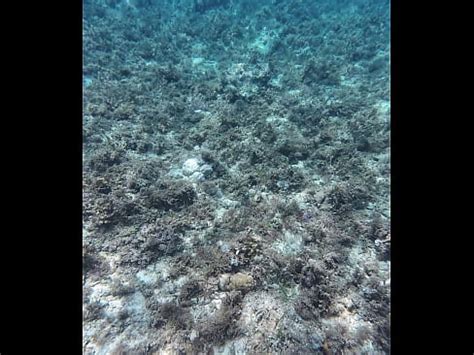 Beauty Speech And Showing Off Huge Dead Dick Style Dildo Xvideos