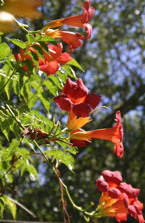 leçon de jardin Leçon de jardin du 2 septembre 2017 Jean Paul Lauter