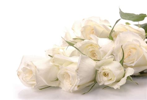 Wallpaper Mawar Putihflowerwhitebouquetrosegarden Roses 655560