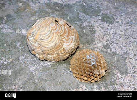 Honeycomb in the wild Stock Photo - Alamy