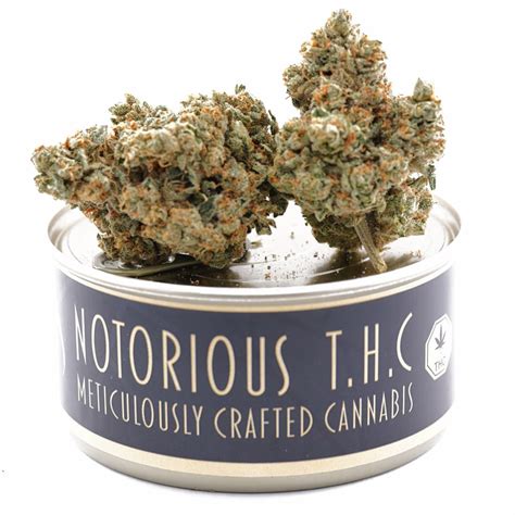 Notorious THC Craft Jet Fuel Gelato 7 Grams Ganja West Dispensary