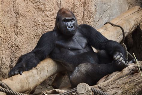 Gorilla Busting Dance Moves in a Bath (Video)