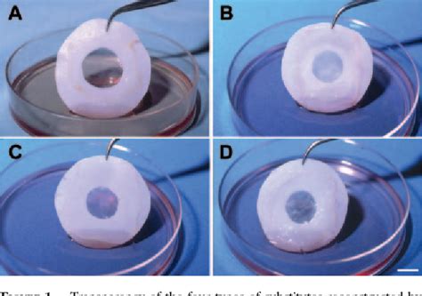 Figure 1 From Impact Of Cell Source On Human Cornea Reconstructed By