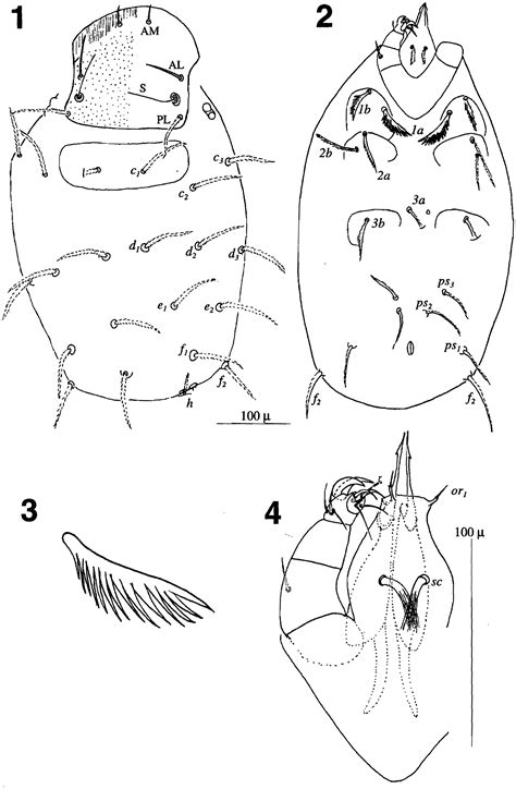 Paratrombium welbourni sp. nov. (Acari: Trombidiidae), an ectoparasite ...