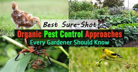 Best Sure-Shot Organic Pest Control Approaches Every Gardener Should ...