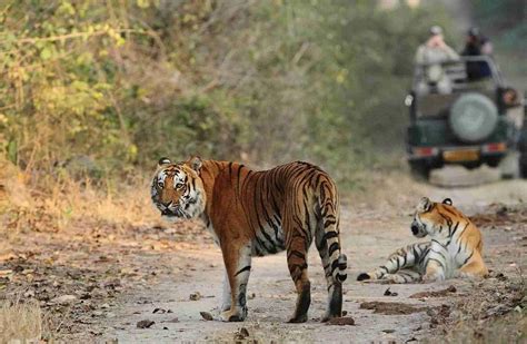 Jim Corbett National Park – Medium