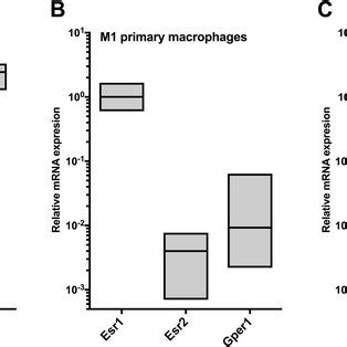 Expression Of Estrogen Receptor Subtypes Esr1 And Esr2 And Gper1