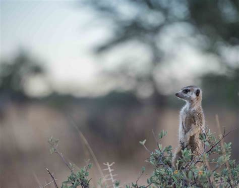 A Kalahari Desert Special Meerkat Wonderland At Tswalu Completely