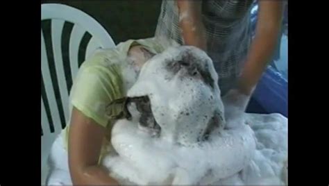 Free Shampoo Porn Videos XHamster