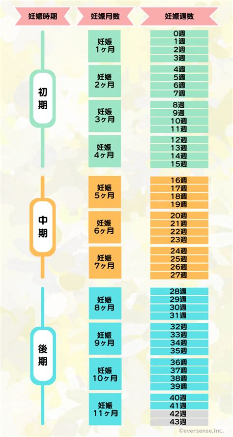 【簡単にわかる】妊娠周期の数え方｜自動計算ツールも 株式会社エバーセンス