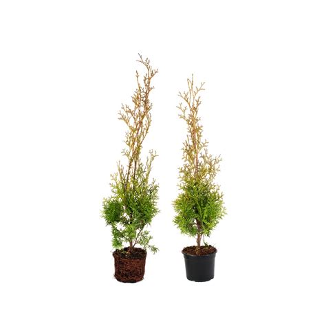 Туяthuja Occidentalis Fastigiata височина 30 40см Emagbg