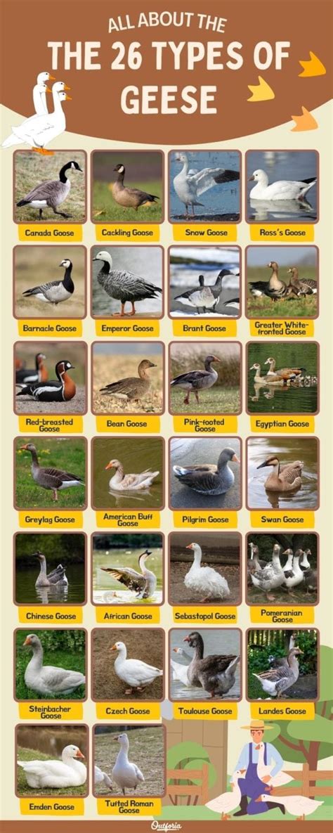 26 Types Of Geese Exploring Their Intriguing Lives