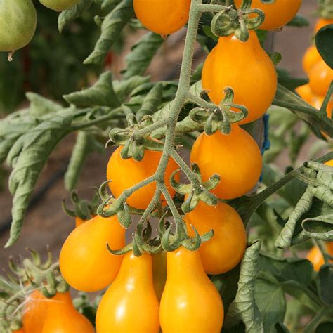 Tomate Cerise Poire Jaune Yellow Pearshaped Fleuron D Anjou