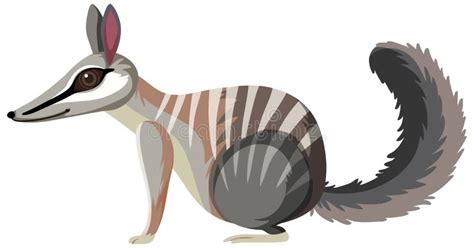 Side View Of Numbat Stock Vector Illustration Of Artistic