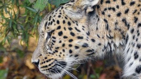 Leaked videos of lea pardo naked Fondos de pantalla HQ Imágenes