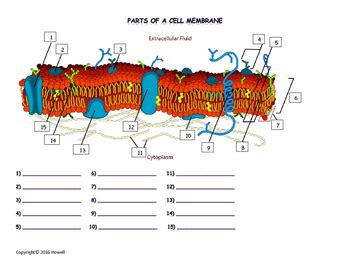 Cell Membrane Diagram Worksheet