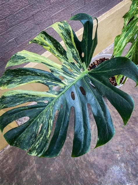 Rare Monstera Deliciosa Mint Variegated Limited From Thailand On Sale