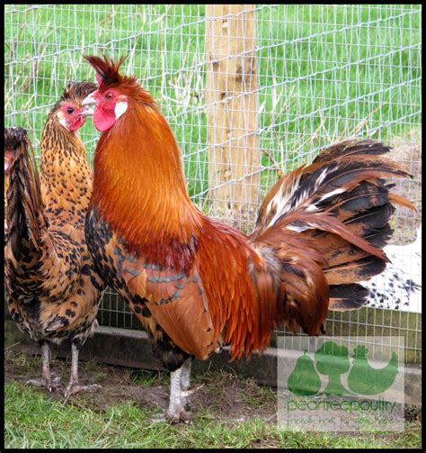 Gold Appenzeller Spitzhauben Cockerel 2 Appenzeller Spitzh Flickr