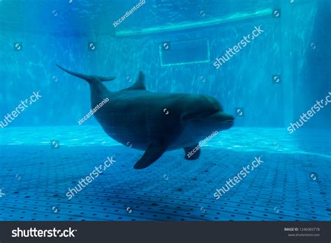 1359 Imágenes De Dolphin Tank Imágenes Fotos Y Vectores De Stock