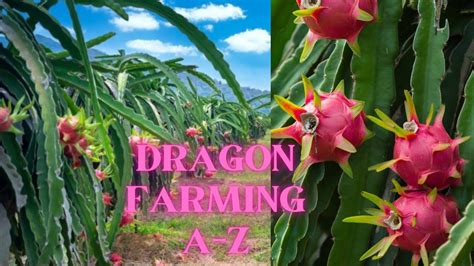 Dragon Fruits Farming In India Plants Available Order Now