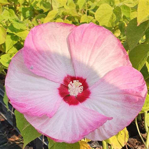 Riesen Hibiskus Hibiscus Moscheutos LUNA Pink Swirl Lichtnelke