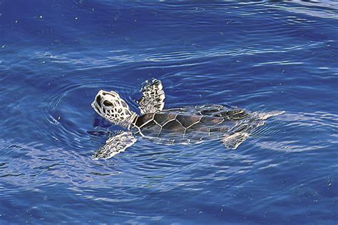 15 Florida Sea Turtles Rescued After Hurricane Ian Released