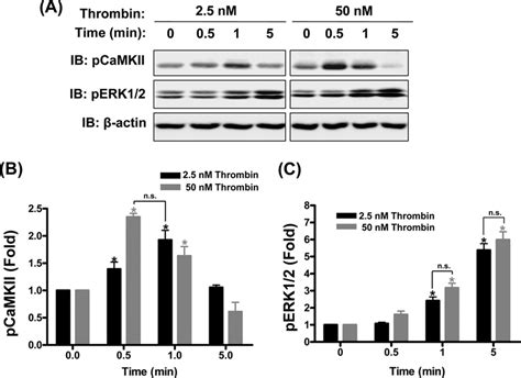 Thrombin Induced CaMKII 6 And ERK1 2 Activation In HUVEC A 3 Day