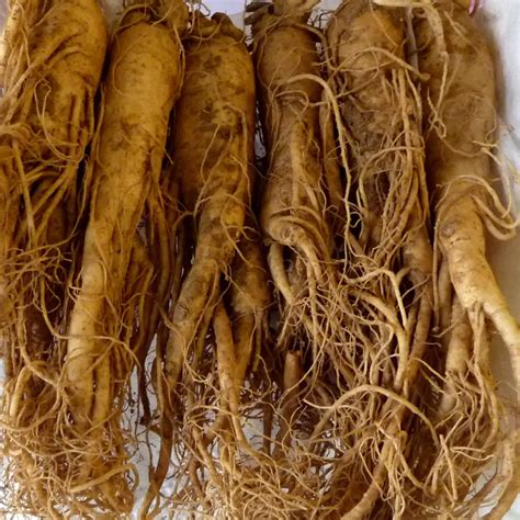 Ginzeng Panax Ginseng Herbanyus