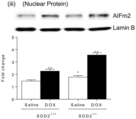 Novel Role Of 4 Hydroxy 2 Nonenal In AIFm2 Mediated Mitochondrial