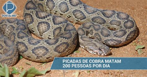 Picadas De Cobra Matam 200 Pessoas Por Dia Portal Mie