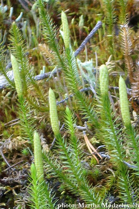 Sweden native plants: Stiff Clubmoss