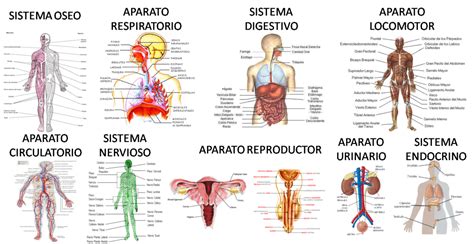 Funciones De Los Sistemas Del Cuerpo Humano Escuelapedia Recursos