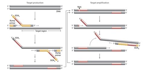 Strand Displacement Amplification And Nicking Enzyme Neb